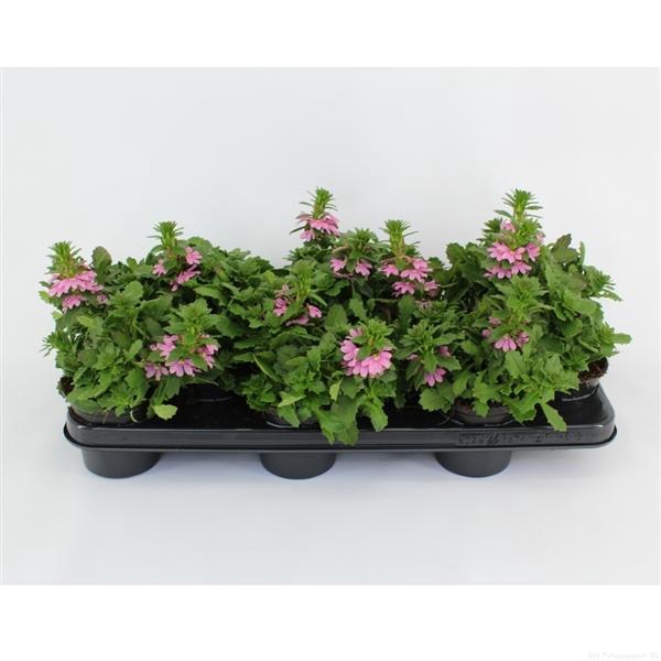 <h4>Scaevola Surdiva Pink Blue</h4>