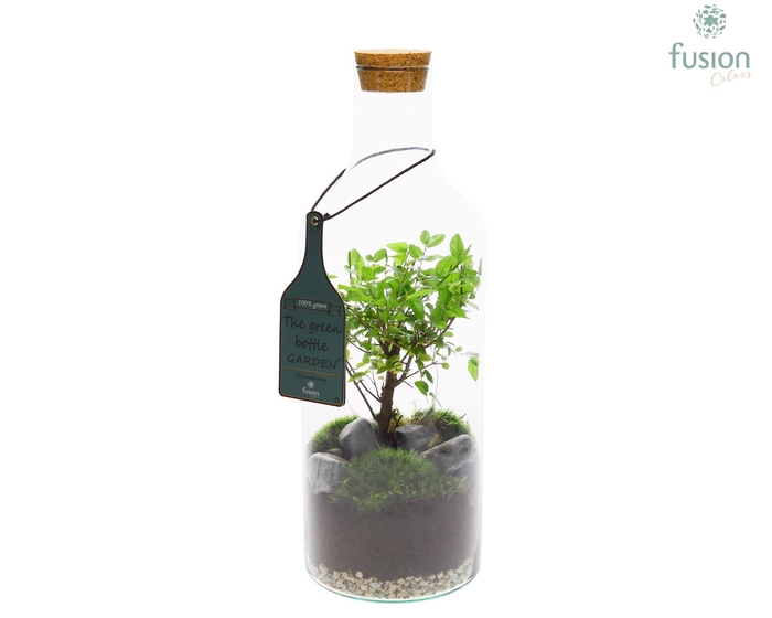 <h4>Green Bottle Fles Medium met Bonsai</h4>
