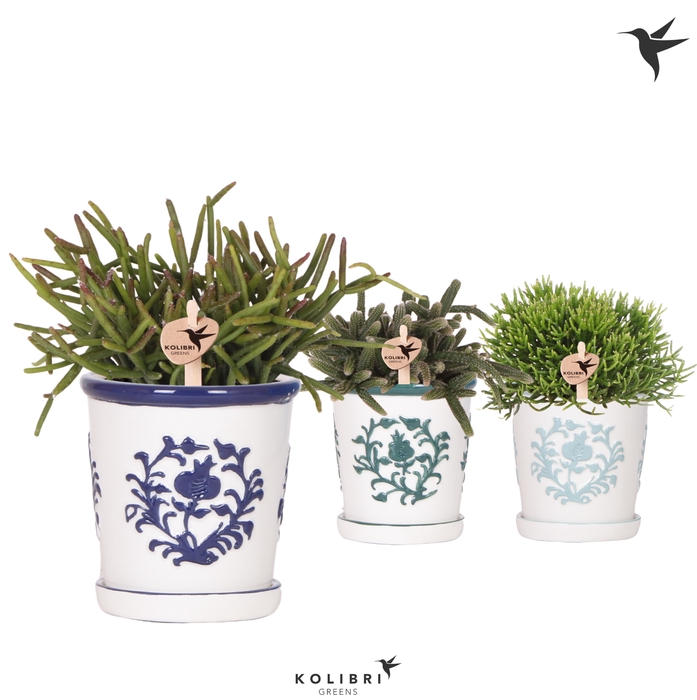 <h4>Rhipsalis Gemengd Keramiek Malaga</h4>