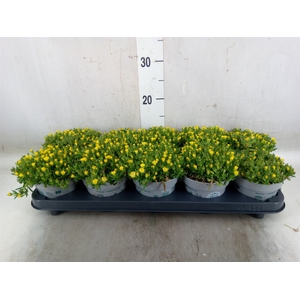 Delosperma coop. 'JewDesert'  ..mix