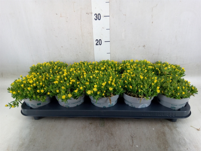 <h4>Delosperma coop. 'JewDesert'  ..mix</h4>