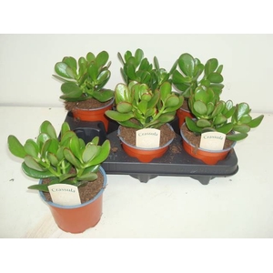 CRASS OVATA