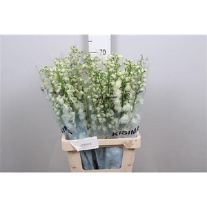 Delphinium DU 'Guardian White'