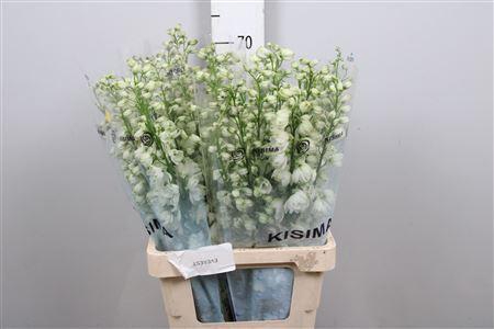 <h4>Delphinium DU 'Guardian White'</h4>