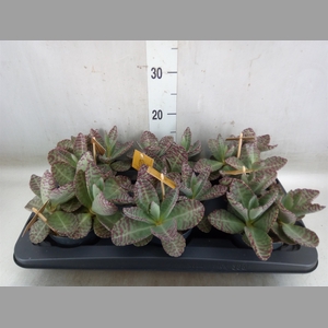 Kalanchoe humilis 'Surpris Desert'