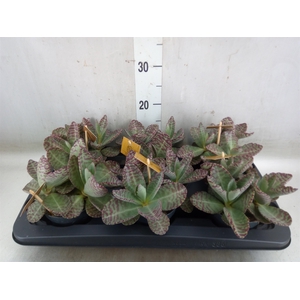 Kalanchoe humilis 'Surpris Desert'
