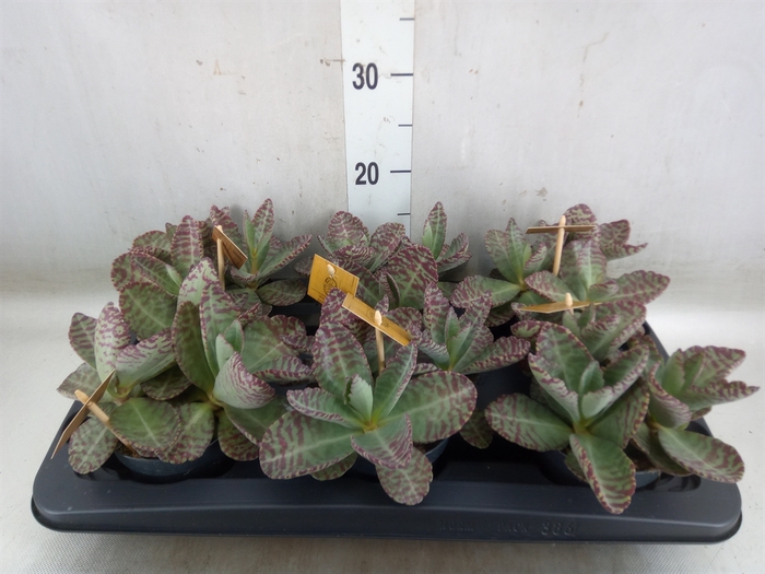 <h4>Kalanchoe humilis 'Surpris Desert'</h4>