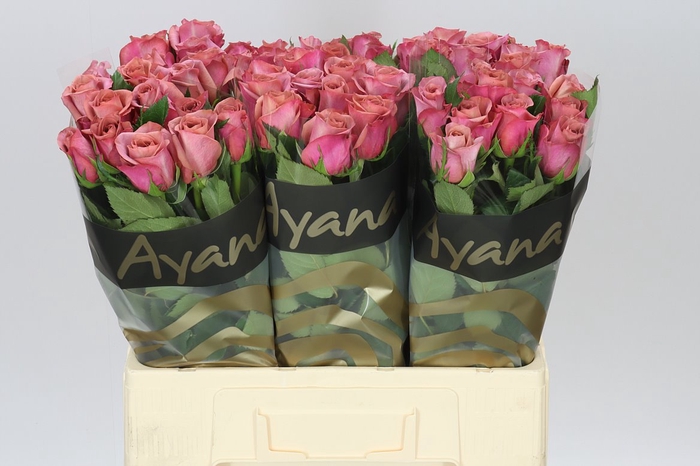 <h4>Rosa Gr Barista</h4>