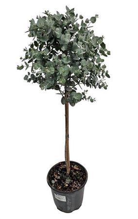<h4>Eucalyptus Gunnii Stem</h4>