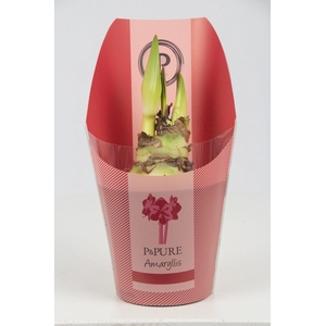 Hippeastrum red in P&PURE Collection sleeve