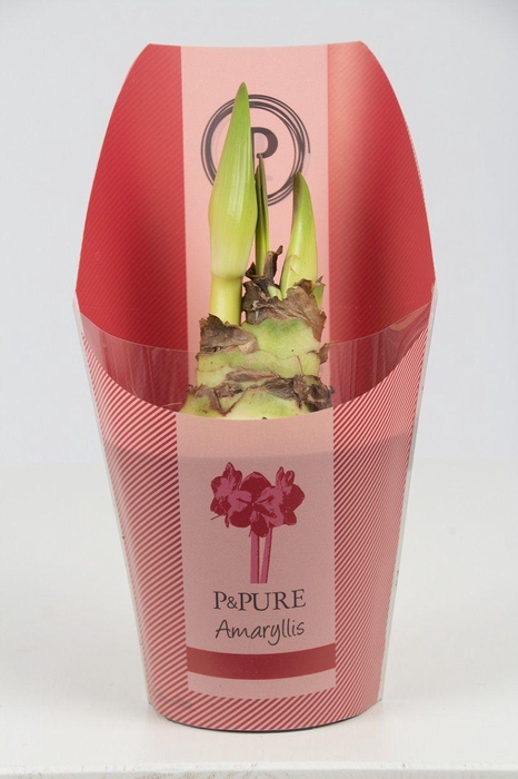 <h4>Hippeastrum red in P&PURE Collection sleeve</h4>