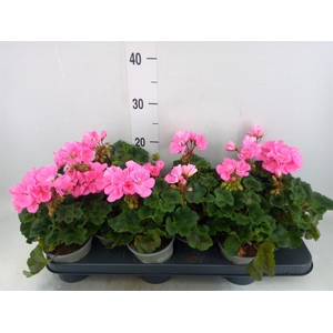 Pelargonium zona. 'ToscaSil Lisa'