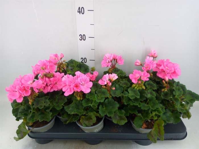 <h4>Pelargonium zona. 'ToscaSil Lisa'</h4>