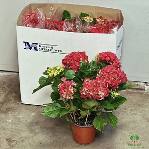 Hortensja Czerwona 15Ø 40cm 7-8 fl