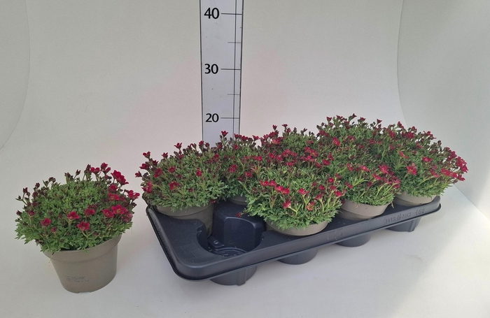 <h4>SAXIF ARENDSII</h4>