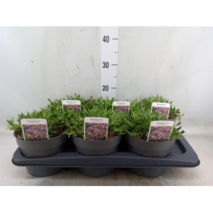 Delosperma aberdeenense