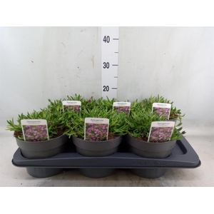 Delosperma aberdeenense