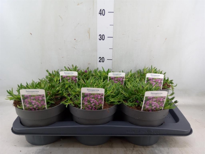 <h4>Delosperma aberdeenense</h4>