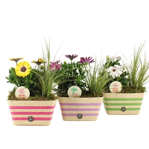 31599: Outdoor summer arrangement