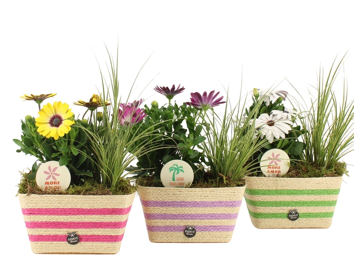 <h4>31599: Outdoor summer arrangement</h4>