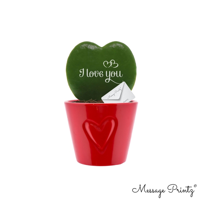 <h4>Hoya kerrii Message Printz "I Love You" met keramiek Boston Rood</h4>