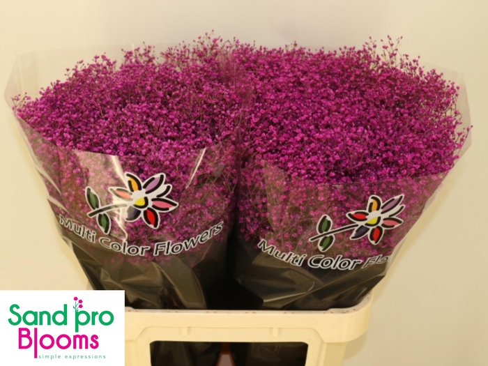 <h4>GYPS KLB H%</h4>