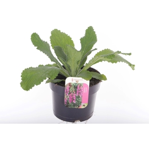 Digitalis purp. William Early Rose