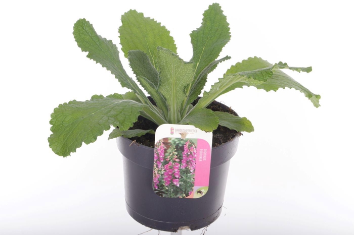 <h4>Digitalis purp. William Early Rose</h4>