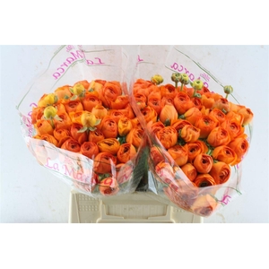 Ran Kloon Prima Fiesta