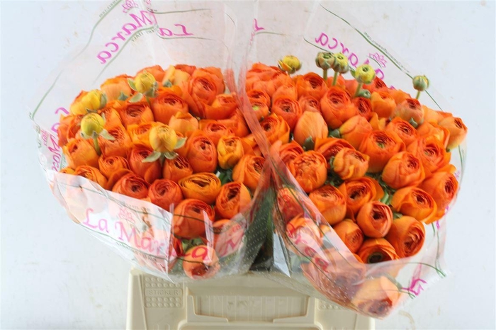 <h4>Ran Kloon Prima Fiesta</h4>