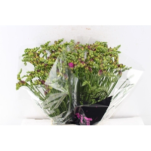 Fr Du Expression Cerise Red