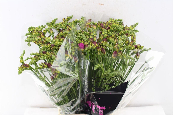 <h4>Fr Du Expression Cerise Red</h4>