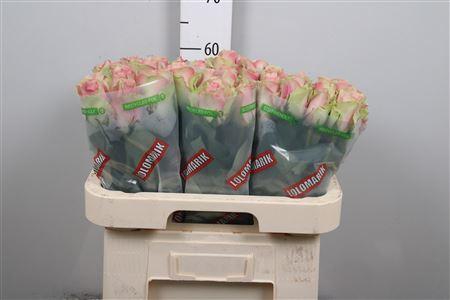 <h4>R Gr Belle Rose</h4>