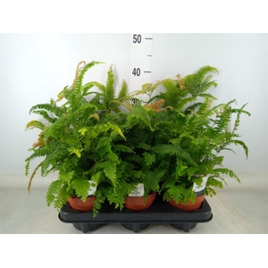 Adiantum tenerum 'Scutum Roseum'