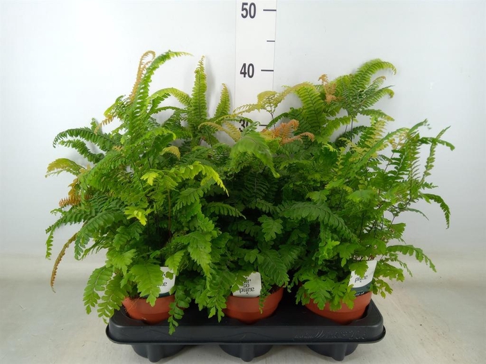 <h4>Adiantum tenerum 'Scutum Roseum'</h4>