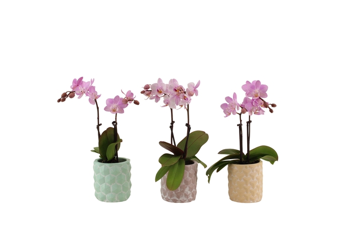 <h4>3D Keramiek Tiny Dolls Roze 2T10+ Aqu@</h4>