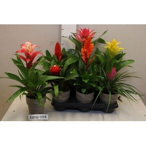 BROMELIA GEM