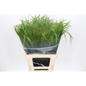 Panicum Fountain