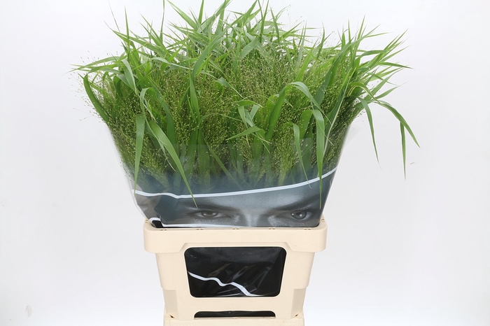 <h4>Panicum Fountain</h4>