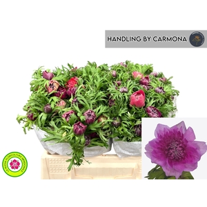 ANEM CO LEVAN FUCSIA