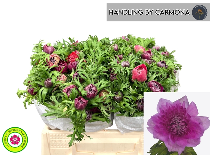 <h4>ANEM CO LEVAN FUCSIA</h4>