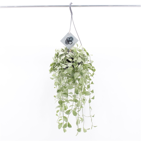 <h4>Dischidia Oiantha Variegata hang</h4>