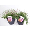 Diascia Flying Colors gemengd