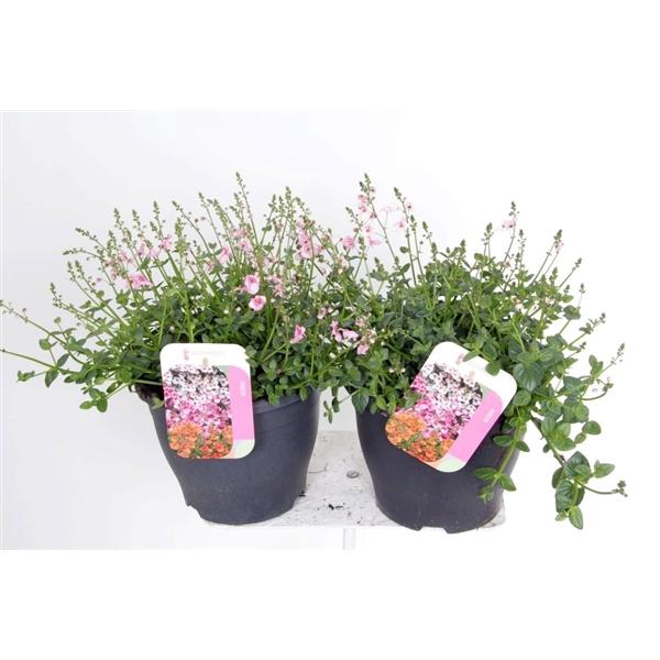 <h4>Diascia Flying Colors gemengd</h4>