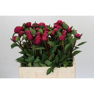 Paeonia Red Sarah Bernhardt