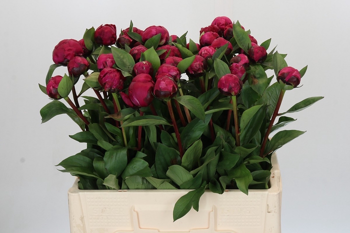 Paeonia Red Sarah Bernhardt
