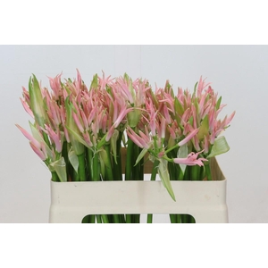 Nerine Vesta K