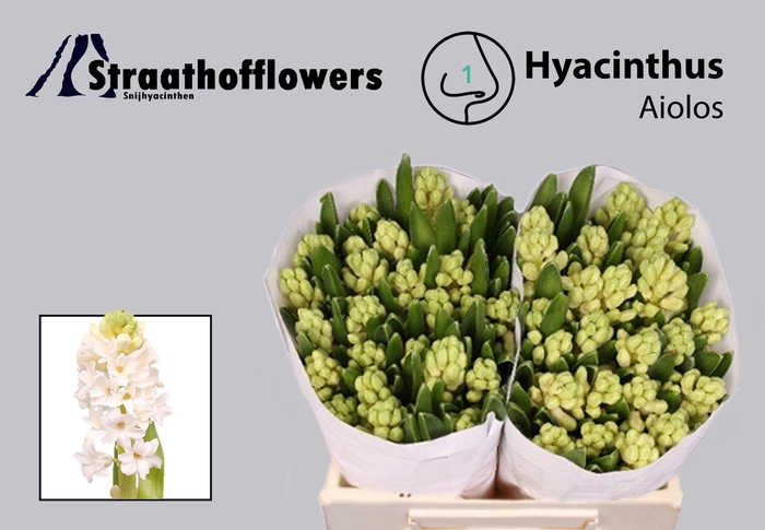 <h4>HYAC AIOLOS</h4>