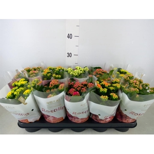 Kalanchoe blos. 'RoyalDon'   ..mix