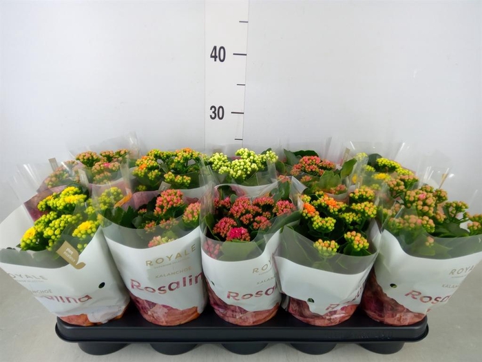 <h4>Kalanchoe blos. 'RoyalDon'   ..mix</h4>